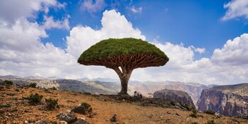 UNESCO reconoce a Socotra por albergar 825 especies de plantas, destacando su extraordinario nivel de endemismo botánico (Wikimedia Commons)