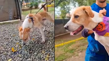 Escapó del abandono, luchó por