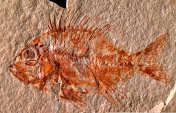 Investigadores hallaron en el suroriental