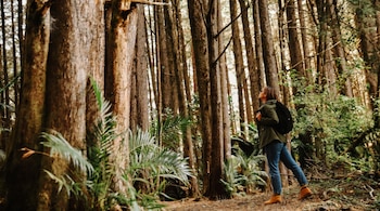 Una persona con mochila, chaqueta verde y jeans, se detiene en un sendero de bosque y mira hacia arriba a las copas de los árboles altos y frondosos.