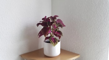 Planta con hojas moradas y verdes en maceta blanca cilíndrica. Está sobre un estante de madera claro en la esquina de dos paredes blancas.