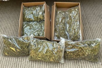 Paquetes con marihuana pretendían ser