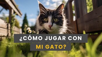 Día Internacional del Gato: ¿cómo