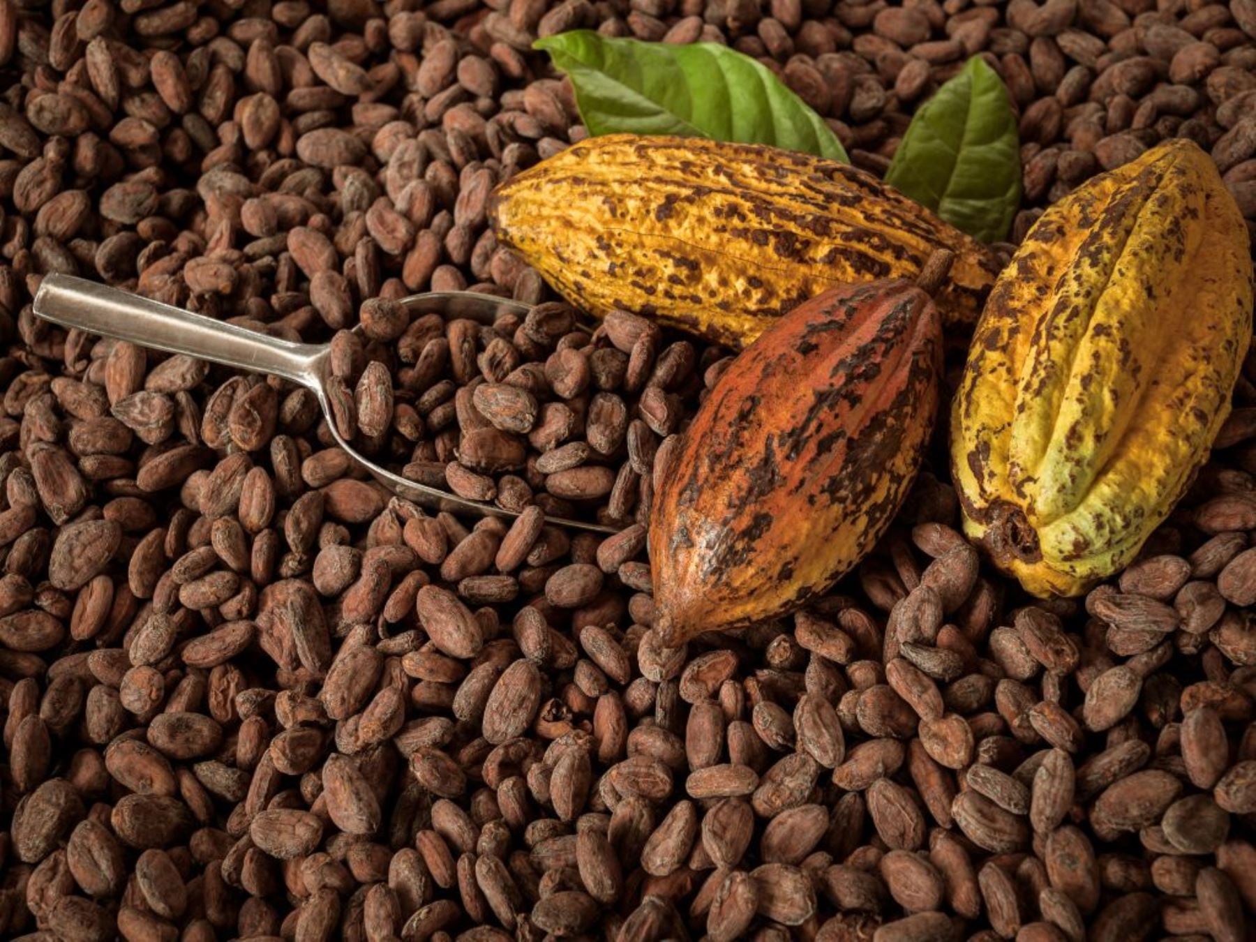 Cacao peruano triunfa: Perú es segundo exportador de Latinoamérica y sexto del mundo tras llegar a más de 70 mercados