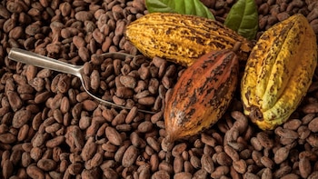 Cacao peruano triunfa: Perú es segundo exportador de Latinoamérica y sexto del mundo tras llegar a más de 70 mercados