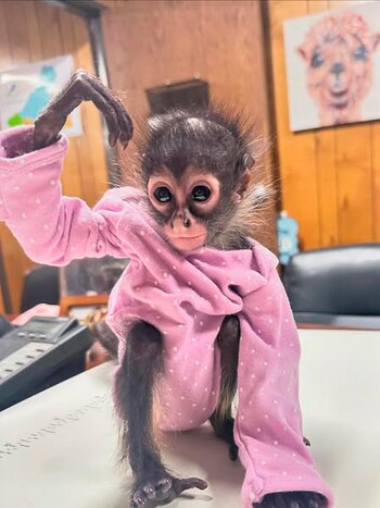 El mono araña tuvo un