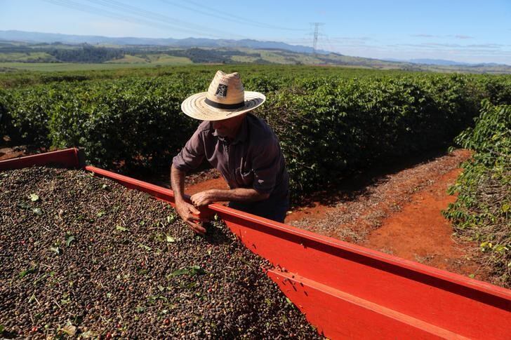 Imagen de archivo de un trabajador supervisando los granos de café recolectados en una plantación en Sao Joao da Boa Vista, Sao Paulo, Brasil. 6 junio 2019. (REUTERS/Amanda Perobelli)