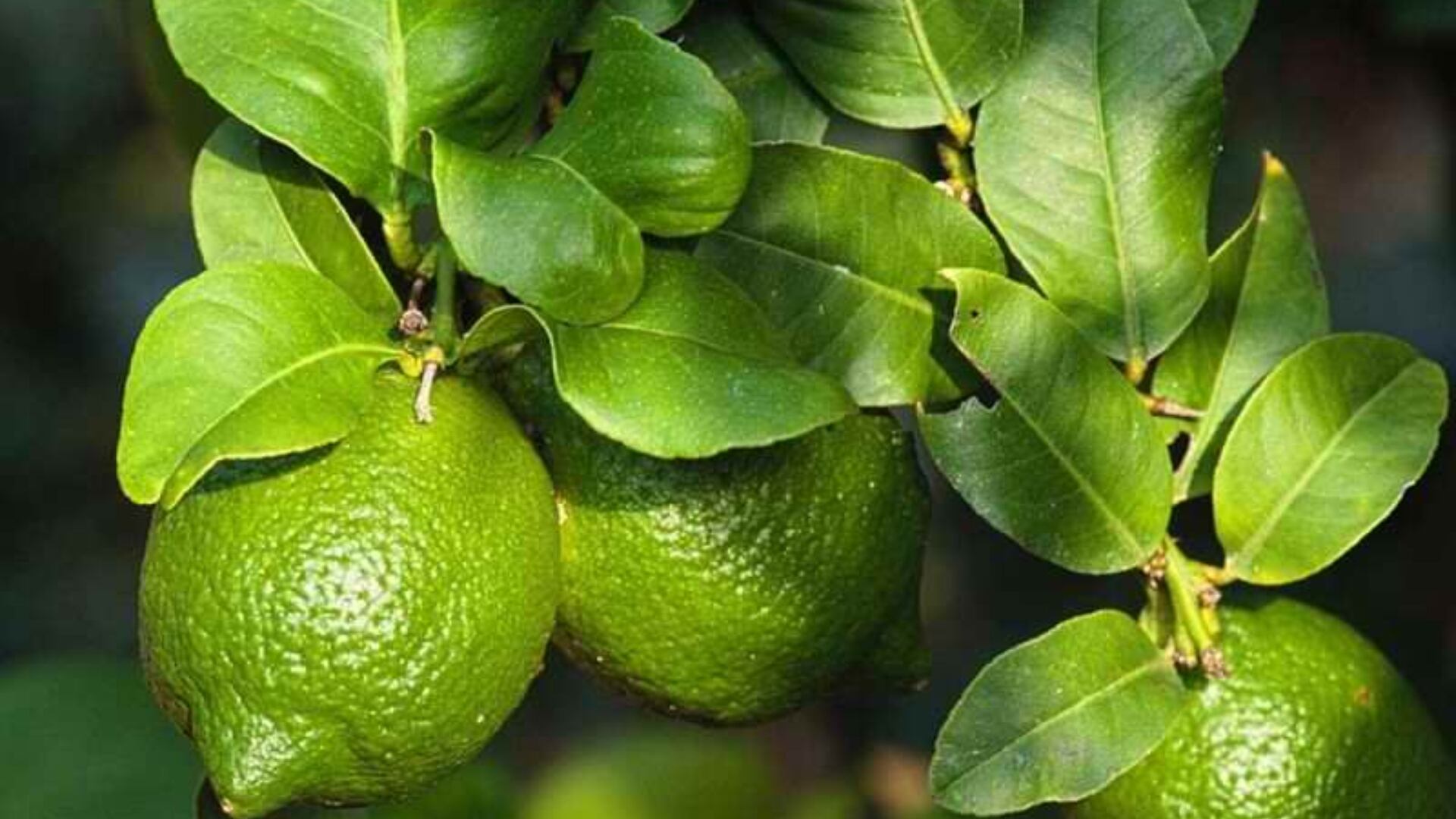 Esta parte de los árboles puede tener una gran concentración de nutrientes.(Wikipedia)