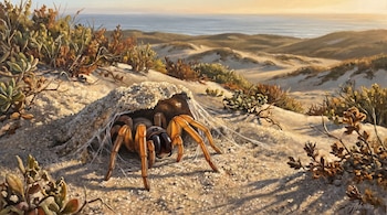 Una araña de patas anaranjadas sale de una madriguera cubierta de arena y seda entre dunas con vegetación baja y el mar en el horizonte.