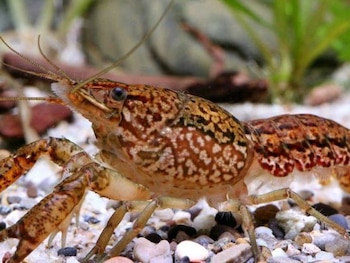 El cangrejo de mármol es