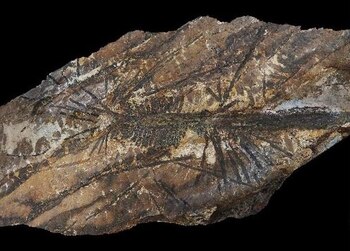 09/03/2021 Ejemplar fósil de la