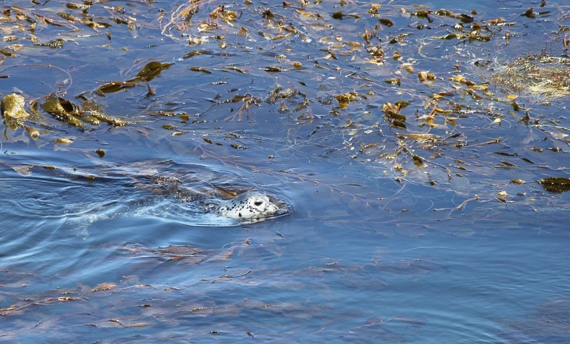 Los científicos advierten que la elevación en la temperatura marina amenaza la supervivencia de los bosques de algas (CINDY LOOY/UC BERKELEY/Europa Press)