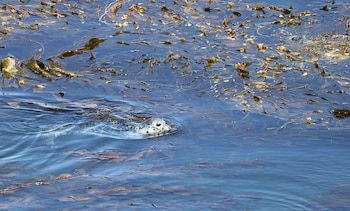 Los científicos advierten que la elevación en la temperatura marina amenaza la supervivencia de los bosques de algas (CINDY LOOY/UC BERKELEY/Europa Press)