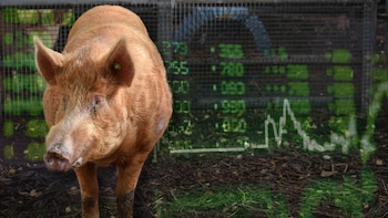 Convertir la mierda en oro: el estiércol español salvará a Europa de la falta de fertilizantes químicos por la guerra de Irán