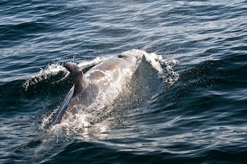 Varios expertos se sorprenden por