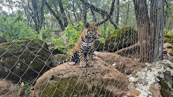 El jaguar hallado enfrenta doble