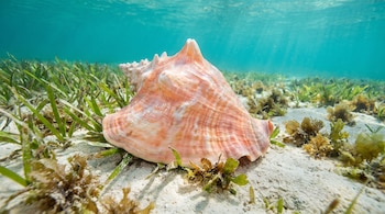 Un caracol pala gigante de concha rosada, arena, pastos marinos verdes, algas y agua azul turquesa.
