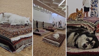 Secretaría de Cultura pide frenar performance con perros “fingiendo estar muertos” en Museo Tamayo