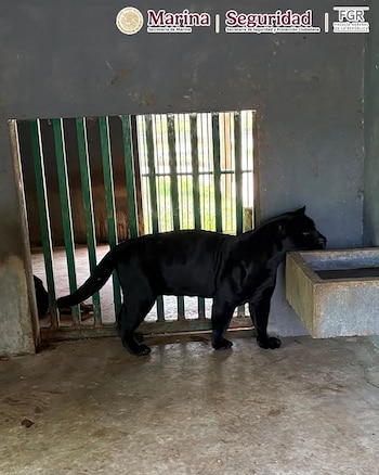 Animales exóticos Tamaulipas