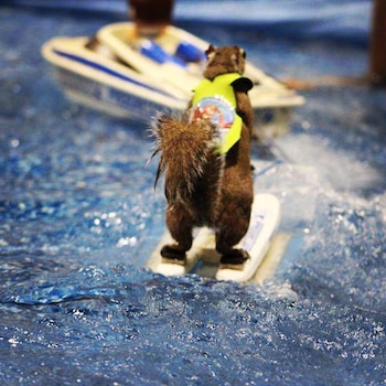 Las ardillas son entrenadas siempre