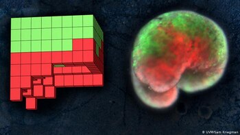 Los investigadores comenzaron usando un