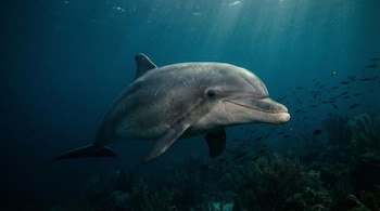 La investigación encontró la acumulación