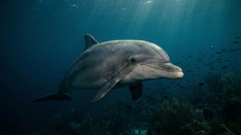 El impacto de la basura