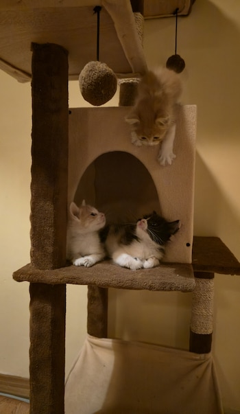 Madera, luz cálida y puentes