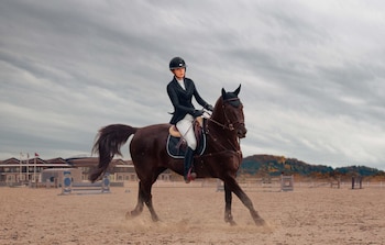 Amazona con traje de equitación oscuro monta un Standardbred Stallion marrón en pista de arena. El caballo levanta polvo. Edificios y cielo nublado al fondo