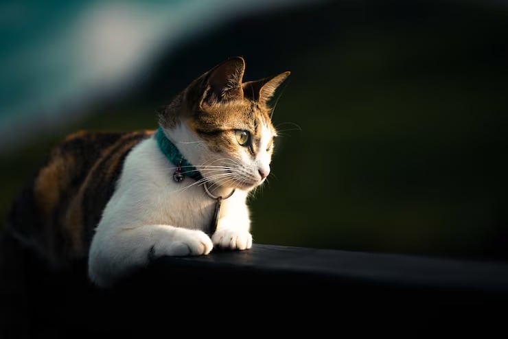 Un estudio publicado en Ethology analizó cómo los gatos adaptan sus saludos a las personas con las que conviven (Magnific)