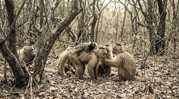 Un grupo de monos capuchinos en un bosque seco, con un mono tití común sobre la espalda de uno de ellos, rodeados de árboles y hojas secas.