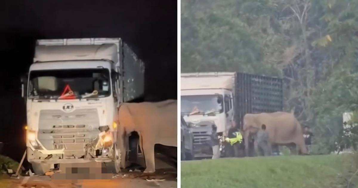 La desgarradora imagen de una madre elefanta que permaneció horas junto al camión que atropelló a su cría - Infobae