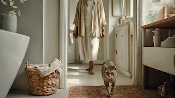 Los gatos recuerdan según sus