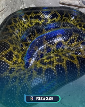 Encontraron una boa de 2,5 metros en un gallinero en Chaco