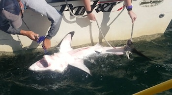 Dos personas desde la cubierta de un barco sujetan con cuerdas a un tiburón de boca abierta flotando en el agua