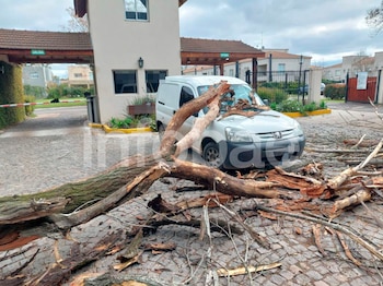 Esperaba dentro del auto, un árbol le cayó encima y demandó al municipio y a un barrio cerrado: por qué la Justicia solo condenó al Estado