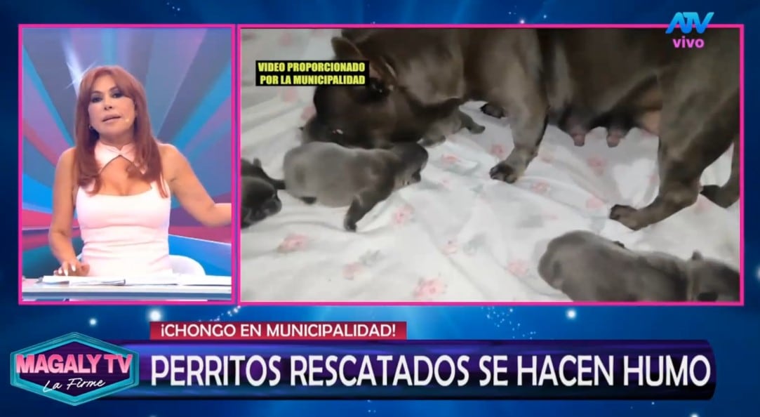 Magaly Medina cuestiona destino de perros rescatados en SJM: “¿Cómo estar seguros que no han caído nuevamente en manos inescrupulosas? Captura: Magaly TV La Firme.
