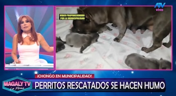 Magaly Medina cuestiona destino de perros rescatados en SJM: “¿Cómo estar seguros que no han caído nuevamente en manos inescrupulosas? Captura: Magaly TV La Firme.