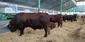 Vaca de la raza autóctona retinta, en la Feria Internacional Ganadera de Zafra, Extremadura. (Alonso de Mendoza/Wikimedia Commons)