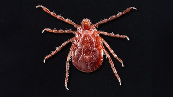 El peligroso insecto invasor fue detectado en el estado de Maine por las autoridades de salud. (James Gathany/Wikimedia)