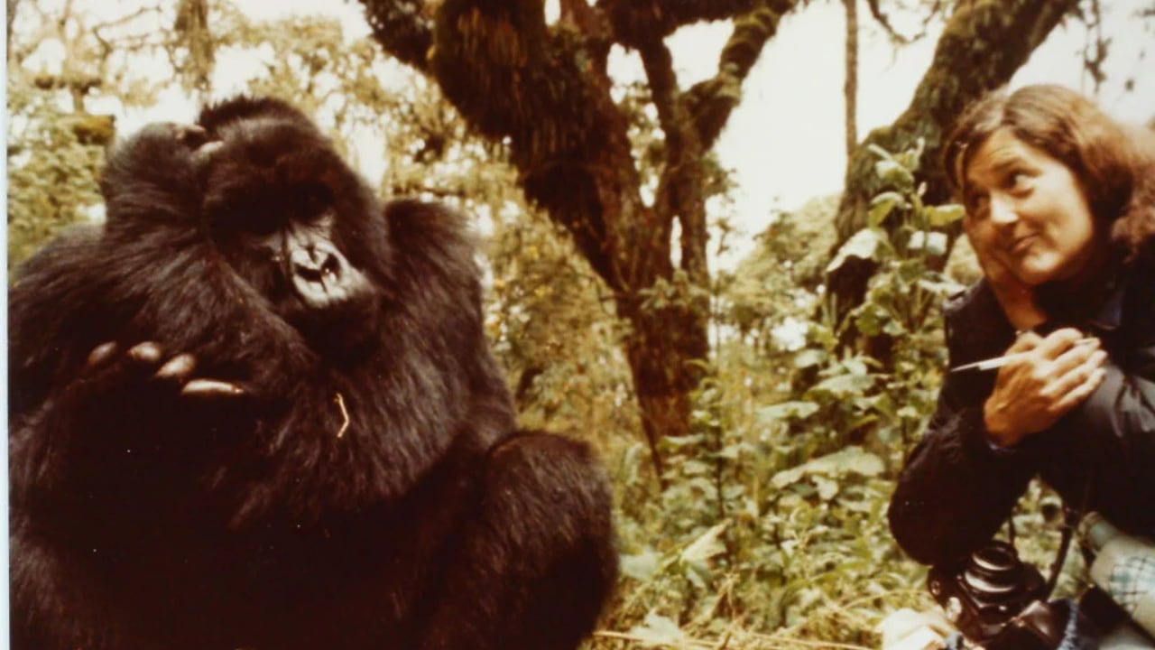 La primatóloga Dian Fossey junto al gorila Digit, asesinado a manos de la caza furtiva (Dian Fossey Gorilla Fund)