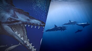 Peru's 'sea monster': a colossal