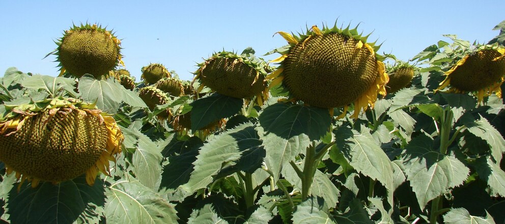 Girasol récord en Argentina: gran cosecha, molienda limitada y perspectivas para la exportación