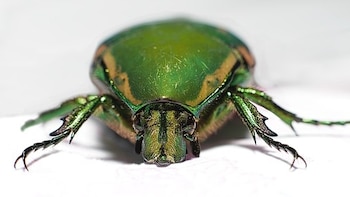 Los mayates emergen como adultos