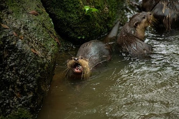 Una nutria con la boca abierta en el agua cerca de una roca con musgo y otras nutrias en la parte posterior