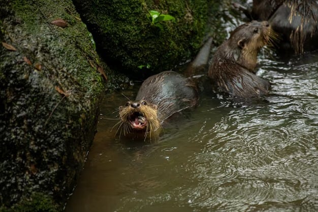 La UICN clasificó a la nutria gigante como especie en peligro de extinción en 2021 y su población se redujo un 50% en los últimos 25 años (Magnific)