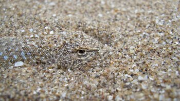 La lagartija de los médanos