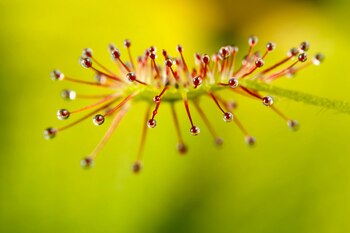 La Drosera madagascariensis utiliza tentáculos