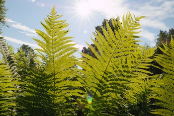 Helecho macho (Dryopteris affinis) -