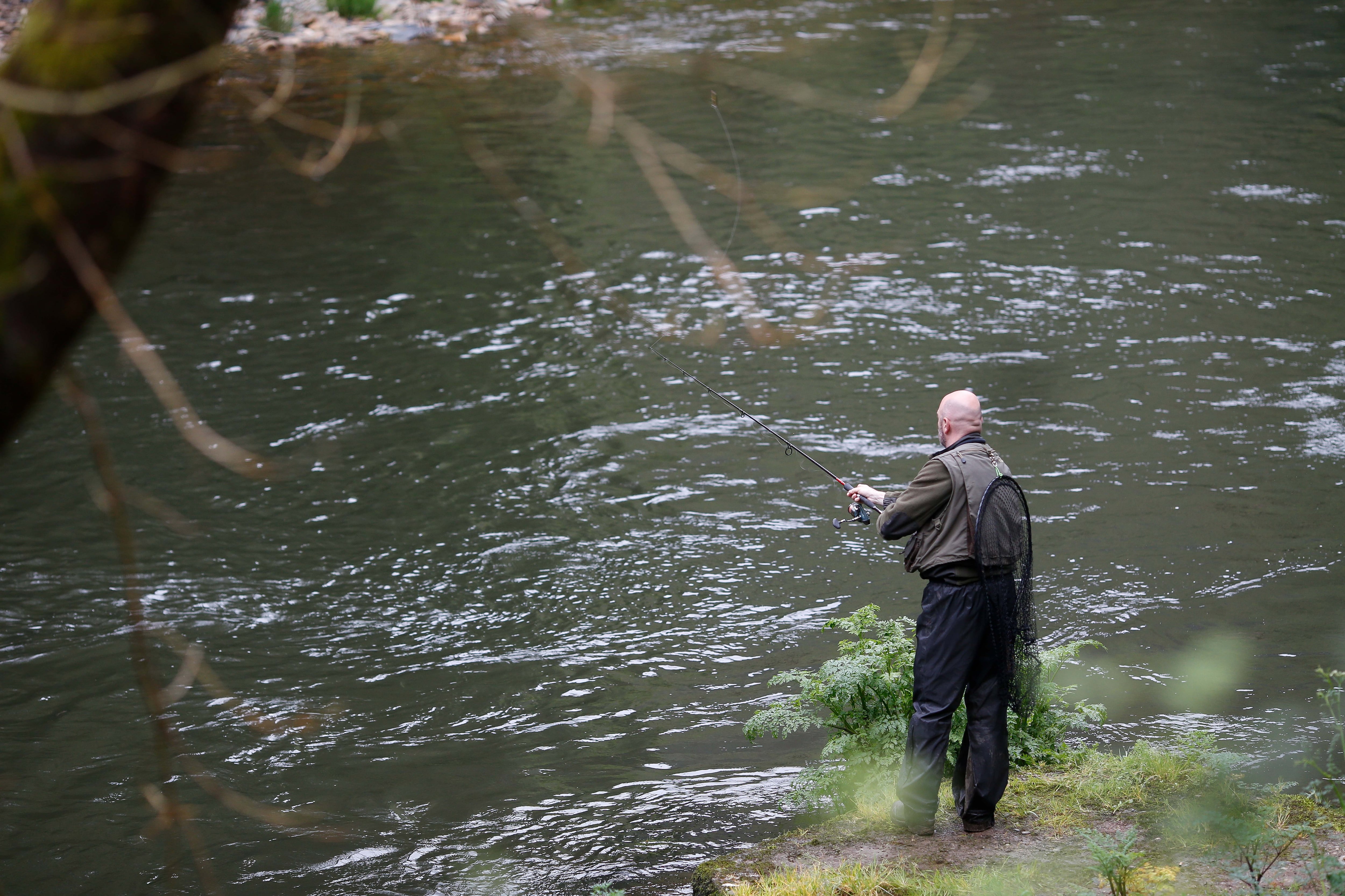 Las escasas capturas de salmones en Asturias muestran el serio declive de la especie: la temporada cierra con 106 ejemplares, su mínimo histórico